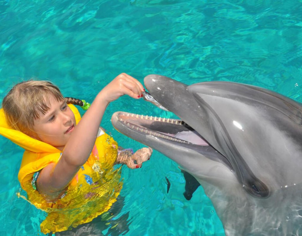 SWIMMING WITH DOLPHIN